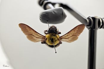 Media type: image;   Entomology 810835 Aspect: habitus dorsal view